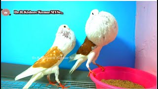 Pigeon Pox Disease in Fancy Pigeons  Pigeon Pox Virus [upl. by Aneroc]