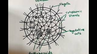 Volvox Diagram How to draw Volvox Diagram easily  Volvox Coenobium [upl. by Kcirderf]