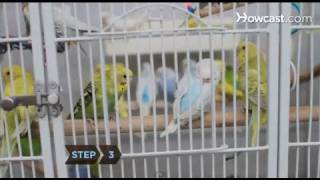 How to Choose a Birdcage [upl. by Cai]