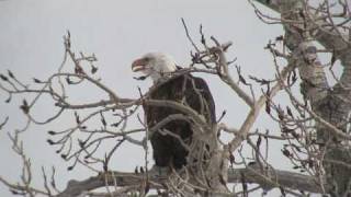 Bald Eagle Calling [upl. by Raffin]