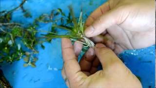 How to propagate your blyxa japonica plants [upl. by Paik]