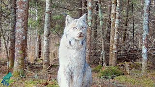 Stunning footage of a lynx in northern Minnesota [upl. by Ettennor]