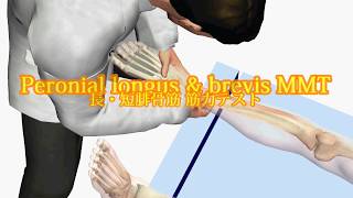 peroneal longus amp brevis muscle testing 長・短腓骨筋 筋力テスト [upl. by Outlaw]