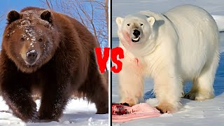 kodiak Bear VS Polar Bear Who Would Win [upl. by Maril616]