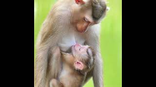 Monkey Lauy Provide Full Of Lovely Care to Lexi Extra Long Milk Flow Feeding [upl. by Georgine]