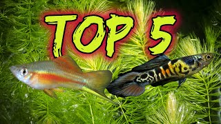 Top 5 Livebearers for Beginners [upl. by Akehsat]