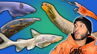 All My Fish in One Video [upl. by Ebehp846]