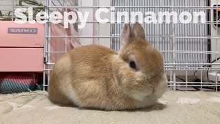 Sleepy Cinnamon [upl. by Shannon]