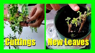 How to Best Grow Harvest Dry amp Profit from Moringa in Your Backyard [upl. by Wardieu898]