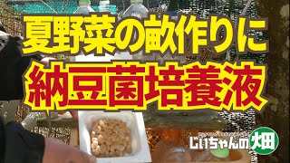 最も簡単な納豆菌培養液の作りかた。夏野菜の畝立て時に使いたい納豆菌液！321 [upl. by Nadeen]