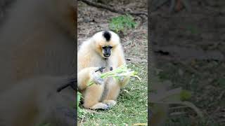 Monkeys Reveal Their FAVORITE Lunch Spot [upl. by Ferreby]