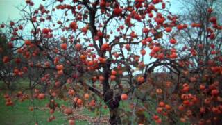 Persimmon Trees For Sale 300 From Tn Tree Nursery [upl. by Lakim]