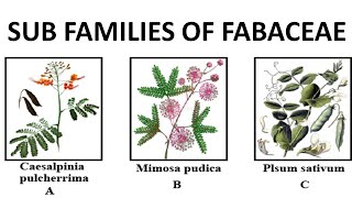 Fabaceae subfamilies  Mimosoideae Caesalpinioideae and Papilionoideae [upl. by Aronoff]