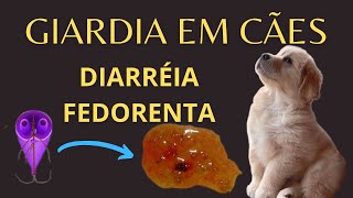 GIARDÍASE CANINA TE EXPLICO TUDO ZOONOSE [upl. by Aibsel]