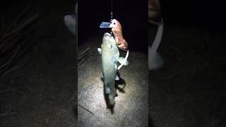 Bass Eat Rats bassfishing fishing shorts [upl. by Bergmann]