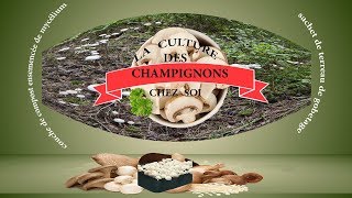 récolte des champignons en kit chez soi [upl. by Aneeras]