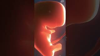 Fetal development  3D Fetal Timelapse  Baby ki growth kaise hoti hai  Dr Neeraj Pahlajani [upl. by Akcirederf]