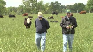 Growing Tall Fescue for Forage [upl. by Sol]