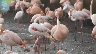 GaiaZOO de flamingos zijn weer buiten te zien [upl. by Baler]