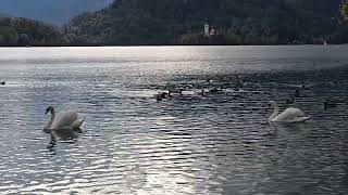 20241006 BLED blejsko jezero ANSERIFORMES Cygnus olor LABOD GRBEC [upl. by Dranik]