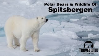 Polar Bears and Wildlife of Spitsbergen Svalbard [upl. by Joela]