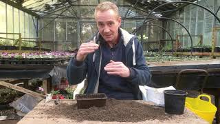 How to grow aquilegia from seed at stinky ditch nursery March’20 [upl. by Chellman]