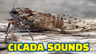 Zikaden Geräusche 🐝 Chant des Cigales 🐝 Cicada Singing 🐝 アブラゼミ 🐝 Pjesma Cvrčka 🐝 Cigarra Cantando [upl. by Amaral]