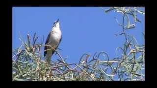 Northern Mockingbird Singing [upl. by Spiros]