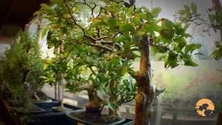 How to buy bonsai Trees a Guide to Choosing Bonsai Trees for Beginners [upl. by Nojram]