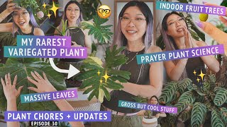 My rarest variegated plant finally grew 😫💜 Indoor fruit trees Prayer plant science Hoya flowers [upl. by Marina118]