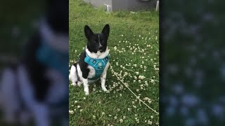 Town of Niagara woman pushing for change after she was forced to euthanize her dog after attack [upl. by Mcgrody549]