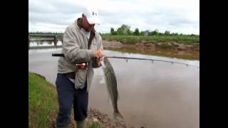 Stewiacke river striped bass [upl. by Em790]