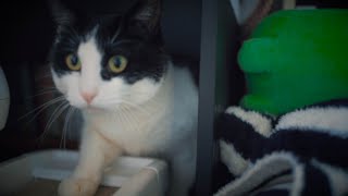 ハチワレ猫を保護した瞬間から30日間の軌跡家猫になったおんぷ♪【保護猫】 [upl. by Allys]