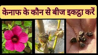 252 How to Collect Kenaf Seeds Hibiscus Cannabinus Seeds Gongura Seeds  केनाफ के बीज गोंगूरा [upl. by Ramberg]