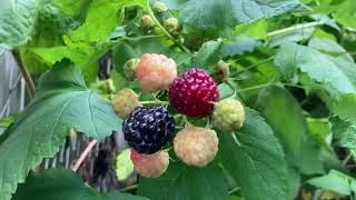 Blackcap Raspberries how to grow and enjoy this exquisite native fruit [upl. by Ammamaria26]