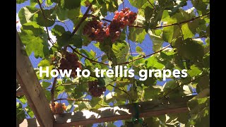 How to trellis grapes build a trellis prune a vine [upl. by Yleoj]