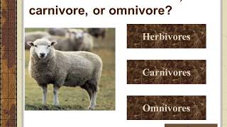 Carnivore  Herbivore  Omnivore [upl. by Einhpad]