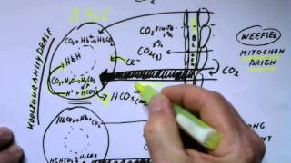 Koolstofdioxide en rode bloedcel [upl. by Ahseuqram]