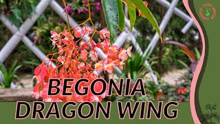 BEGONIA DRAGON WING Information Description amp More [upl. by Millie]