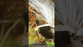 MAJESTIC LYREBIRD SONG  SUARA SYAHDU BURUNG LYREBIRD nature lyrebird kicaumania birds [upl. by Trawets]