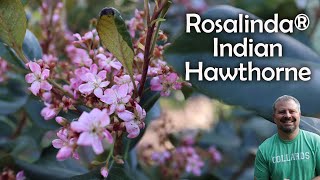 Rosalinda® Indian Hawthorne  Raphiolepis indica [upl. by Ttirb]