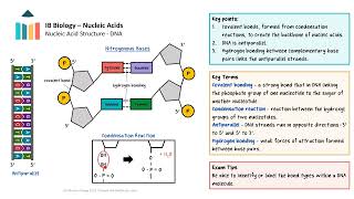 Nucleic Acids IB Biology SLHL [upl. by Nohshan]