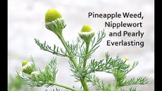 Benefits of Pineapple Weed Nipplewort and Pearly Everlasting [upl. by Hsaniva207]