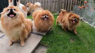 Pomeranian Zwergspitz Puppies from Swiss Breeding [upl. by Novaelc]