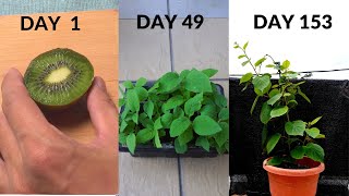 Grow kiwi from seeds from DAY 1 to DAY 153 [upl. by Graniela]