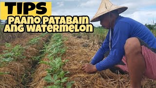 Tips para patabain ang halaman nating watermelon Mas mataba mas matamis Tara mga ka Farmers [upl. by Nylcoj]