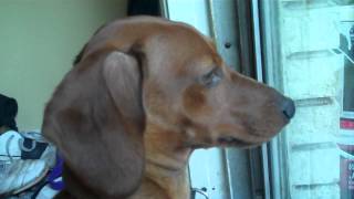 Dachshund Whining to go outside [upl. by Claudette]