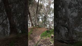 Muldoon Bendigo Reserve  Spring Gully MTB Trails mtb shorts [upl. by Ardnayek]