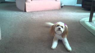 2 year old Cavachon barking and chasing bone [upl. by Nwaf]