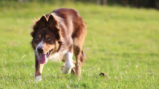 Lot 76 Whiteley Jed 2924 – 4924 Farmers Marts Dolgellau Online Sheepdog Auction [upl. by Annaehs]